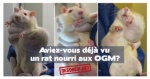 Lot de 10 autocollants Rat OGM